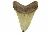 Serrated, Fossil Megalodon Tooth - North Carolina #298965-1